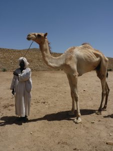 Un dromadaire et son nouveau propriétaire.