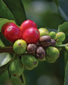 Cerises de café dans la province du Chiriqui.