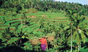 BALI