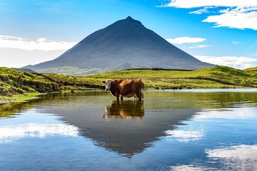 Les vaches sont caractéristiques du paysage açorien, ici devant le mont Pico. - Benjamin van der Spek - Shutterstock.com