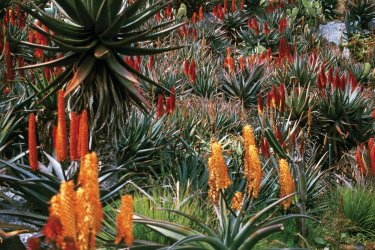 Cactus en fleur dans le jardin botanique. - Atamu RAHI - Iconotec