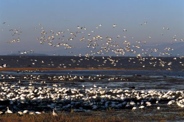 Grandes oies des neiges. - Author's Image
