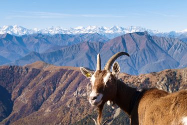 Chèvre de Monte Tamaro. - Mor65_Mauro Piccardi - Shutterstock.com