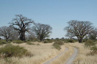 Paysage du centre du Botswana. - Marie Gousseff / Julien Marchais