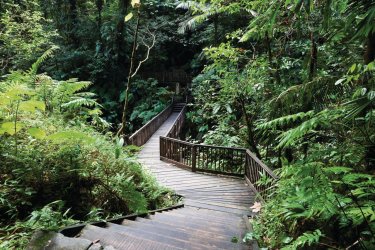 Chemin menant aux chutes du Carbet. - iStockphoto.com/stevegeer