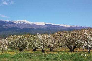 Cerisiers en fleur au pied du Mont Ventoux. HOCQUEL Alain - Coll. CDT Vaucluse
