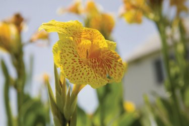 Découvrez la faune et la flore de Prospect Plantation. - Jamaica Tourist Board