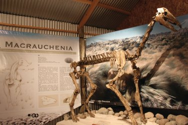 Squelette du Macrauchenia patachonica,