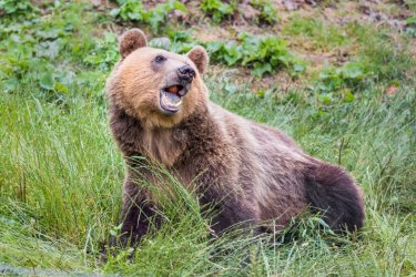 Au parc des ours. - Vadim Petrakov - Shutterstock.com