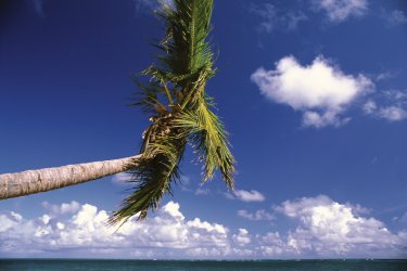 Playa Bavaro, longue plage bordée de cocotiers. - Author's Image