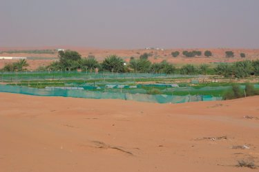 Cultures dans le désert Cathyline Dairin