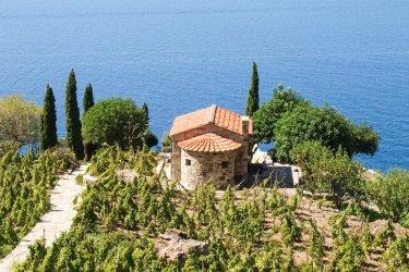 Vignes de Campo Fenno, près de Marciana. - Mor65_Mauro Piccardi - Shutterstock.com