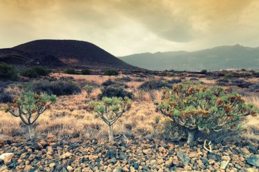 Réserve naturelle de Malpaís de Güímar. - Arnaud Bertrande