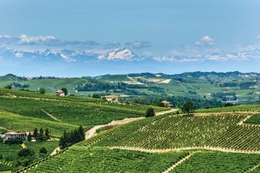 Paysage caractéristique des Langhe. - Clodio - iStockphoto