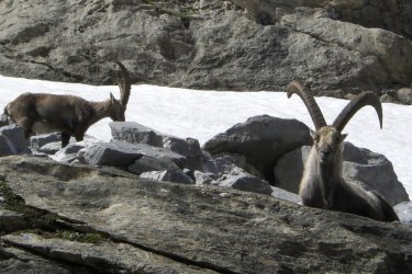 Bouquetins à Pralognan - Muguette  BERMENT