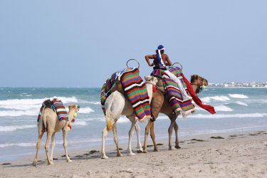Chameaux sur la plage de Djerba. Ermingut - iStockphoto