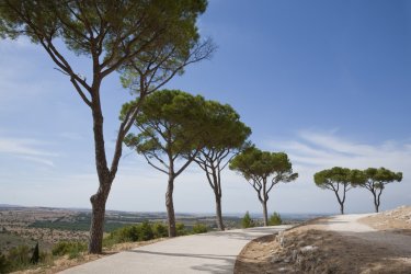 Sentier bordé de pins dans les Pouilles. - KN - Shutterstock.com