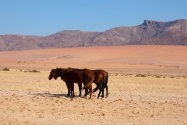 Chevaux sauvages dans le Sud-Namib. - Sophie ROCHERIEUX