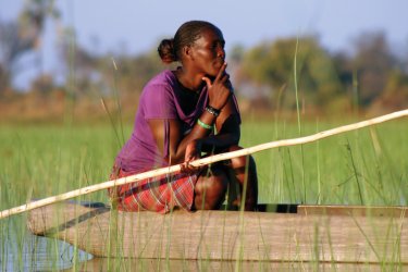Sur le delta de l'Okavango. - Krilt - iStockphoto