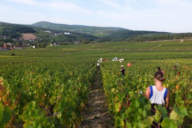 Vendanges dans le vignoble de Mercurey. Nella Photography - Shutterstock.com