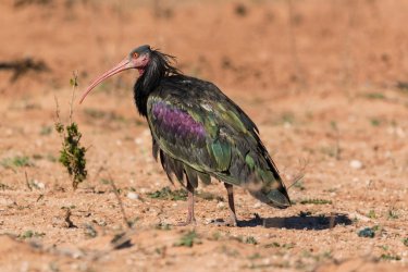Ibis chauve du parc national de Souss Massa. - Krasnova Ekaterina - Shutterstock.com