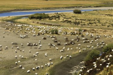 Troupeau de moutons du Hongyuan. - Alamer - Iconotec