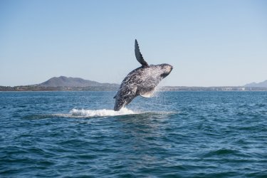 Observation des baleines depuis le port de Tofino. - blakerandall811 - Adobe Stock