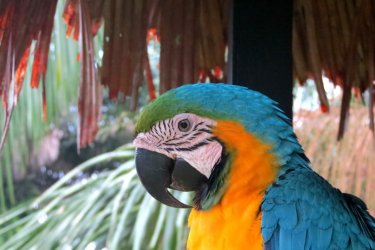 Guacamaya Nicolas LHULLIER