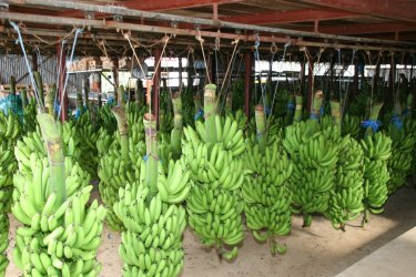 Régimes de Bananes. - Gilles MOREL