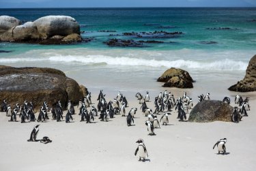Colonie de manchots sur la plage de Boulders, Simon's Town. - Olena Granko - Shutterstock.com