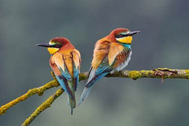 Deux guépiers. ArCaLu - Shutterstock.com