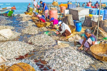 Préparation des poissons avant de les vendre au Fish Market. - eFesenko - Shutterstock.com