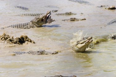 Ferme de crocodiles - Yukiko Yamanote - Iconotec
