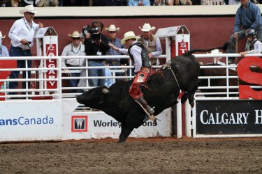Stampede de Calgary. - Stéphan SZEREMETA