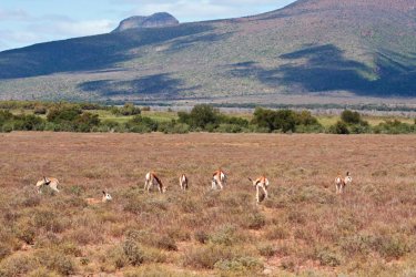 Gazelles dans le Karoo national park. - AOosthuizen - iStockphoto