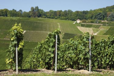 Vignobles de Hautvillers - Coica - Fotolia