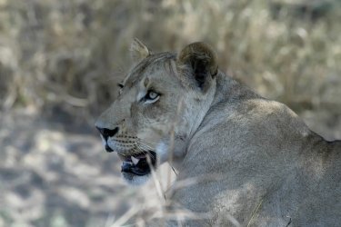 Lionne dans le parc national de Gorongosa. - vladislav333222 - Fotolia