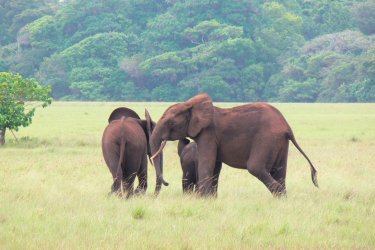 Éléphants du parc national de Loango. - Bernadette VOISIN