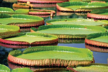 Bassin des nénuphars au jardin botanique de Pamplemousses. - Author's Image
