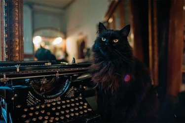 Le chat Béhémoth accueille les visiteurs du Musée-Appartement Boulgakov en maître des lieux. Dom Bulgakova