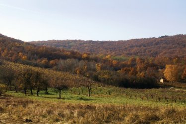 Paysage automnal de Tokaj. - Tolnai - iStockphoto