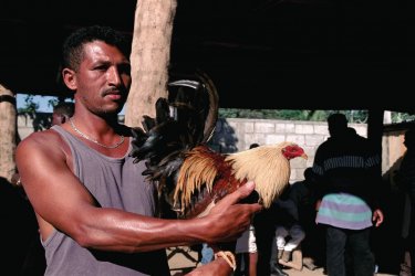 Gallero et son coq avant un combat. Author's Image
