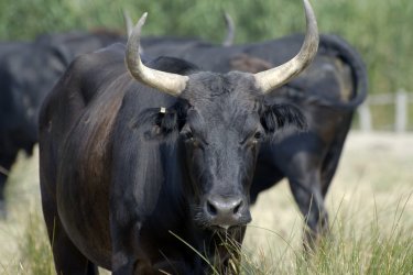 Taureau de Camargue. photosjcc - stock.adobe.com