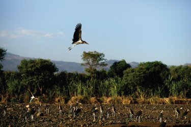 Oiseaux de la rivière d'Arba Minch. - TRINITY