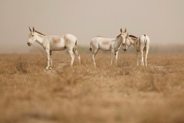 Anes dans le désert de Little Rann. - Photocech