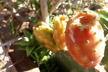 Frangosiko (figue de Barbarie ou poire cactus très populaire en Crète). - Alex VUCKOVIC