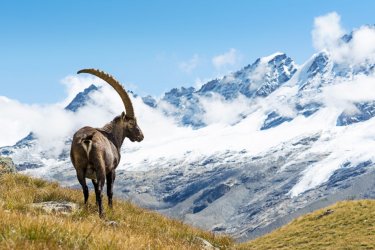 Bouquetin, parc national du Grand-Paradis. - ueuaphoto - Shutterstock.com