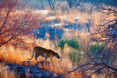Tigre dans le parc national de Ranthambore. - eROMAZe - iStockphoto