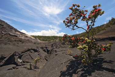 Ohia Lehua sur le volcan Kīlauea. - Photo75 - iStockphoto