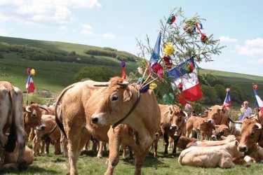 Transhumance en Lozère B. PICCOLI - Fotolia
